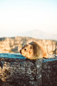 Close-up of rabbit on rock by sea against sky