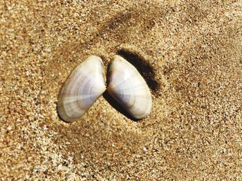 High angle view of seashell on sand at beach