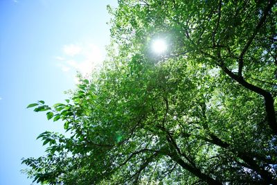 Low angle view of sunlight streaming through tree