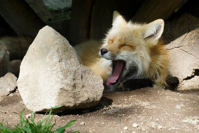 Close-up of fox on rock