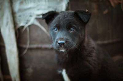 Portrait of black dog