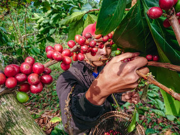 Midsection of man holding berries growing on plant