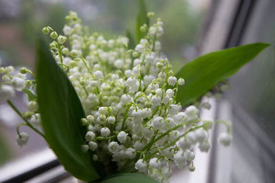 Close-up of flowers