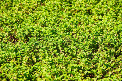 Full frame shot of plants growing on field