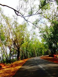 Road passing through trees