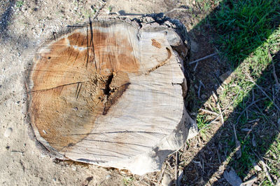 Close-up of tree stump in forest