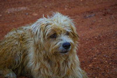 Close-up portrait of a dog