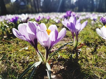 Close-up of purple crocus flowers on field