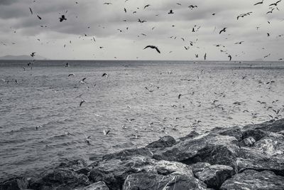 Flock of birds flying over sea