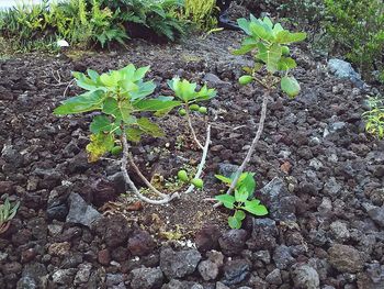 High angle view of young plant growing outdoors