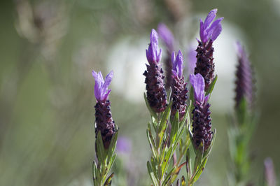 Close-up of purple flowering plant