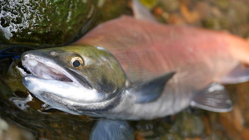 Close-up of fish swimming