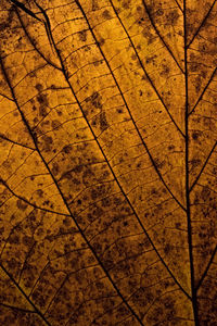 Full frame shot of tiled floor