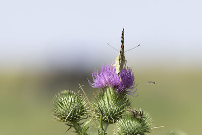 Close-up of butterfly on thistle flower