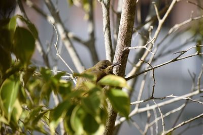 Close-up of bird perching on branch