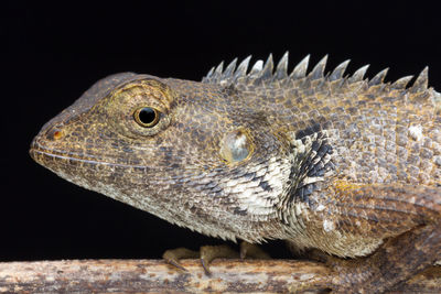 Close-up of lizard