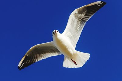 Low angle view of seagull flying