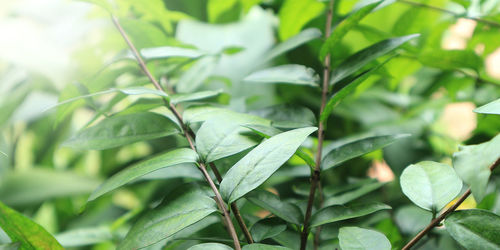 Close-up of fresh green leaves