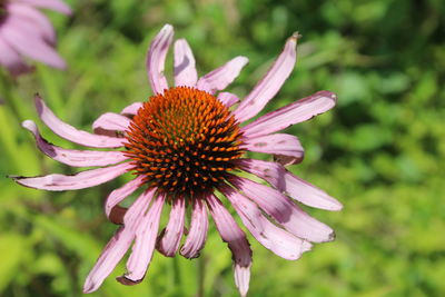 Close-up of purple flower