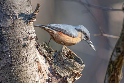 Close-up of bird perching on tree