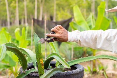 Cropped hand of man cutting leaf