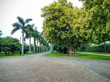 Road passing through trees