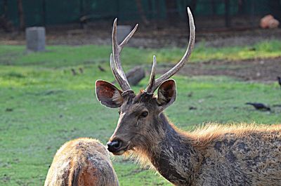 Close-up of an animal on grassy field