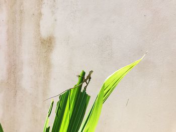Close-up of fresh green plant against wall