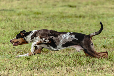 Catahoula