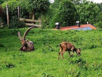 Horse grazing on field