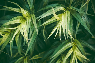 Close-up of fresh green plant