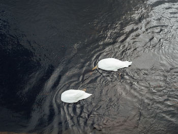 High angle view of swan swimming in lake