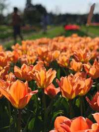 Close-up of orange flowering plants on field