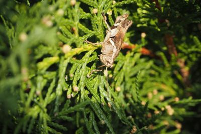 Close-up of pine tree