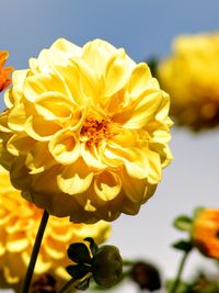 Close-up of yellow flowers blooming outdoors