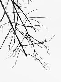 Low angle view of silhouette bare tree against sky