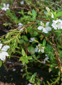 Close-up of flower growing on tree