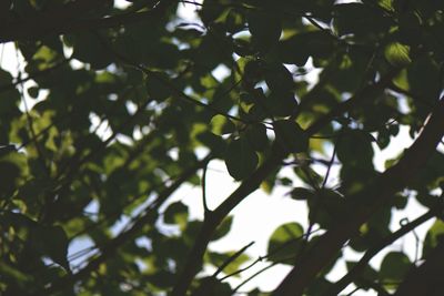 Low angle view of tree leaves against sky