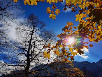 Low angle view of trees against sky during autumn