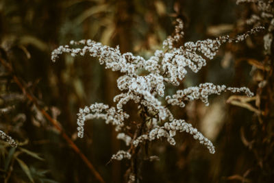 Close-up of frozen plants during winter