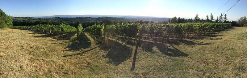 Scenic view of vineyard against sky