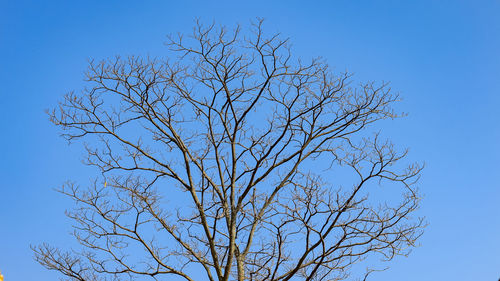 Low angle view of bare tree against clear blue sky