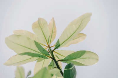 Close-up of leaves against white background