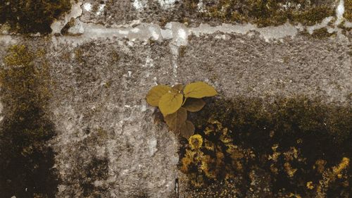 Close-up of yellow flowering plant against wall