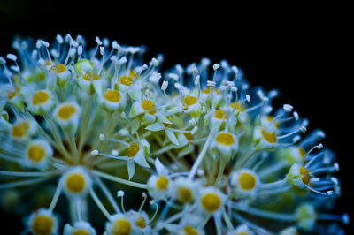 Close-up of white daisy flowers