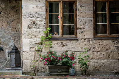 Potted plants on wall of old building