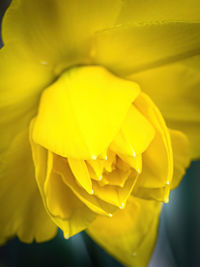 Close-up of yellow rose