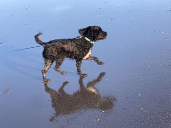 Full length of dog on wet land