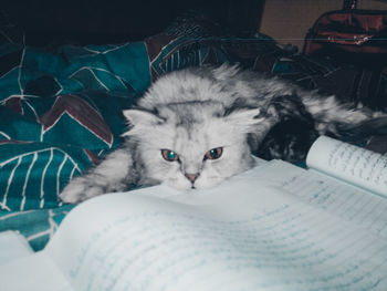 Portrait of cat relaxing on bed at home
