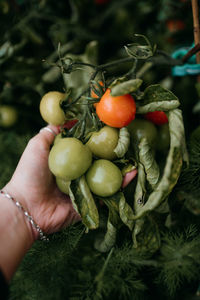 Cropped hand holding tomatoes